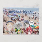 Funny Cats on Spring Break Briefkaart (Voorkant)