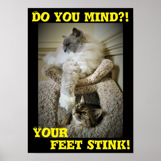 Funny Cats, poster (Voorkant)