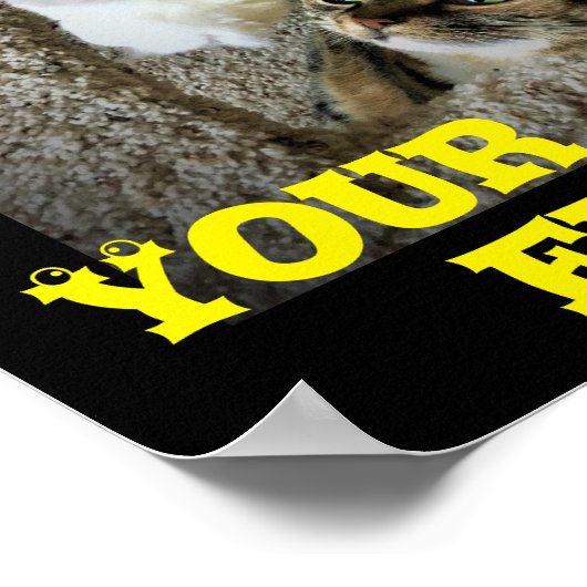 Funny Cats, poster (Hoek)