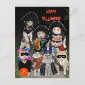 Funny Cats Prowling op Halloween Briefkaart (Voorkant)