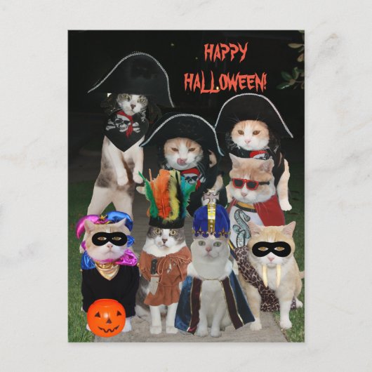 Funny Cats Prowling op Halloween Briefkaart (Voorkant)