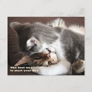 Funny Cats squeeze hug Briefkaart