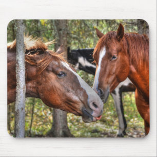 Funny Chestnut Stallion & Mare in een bosfoto Muismat