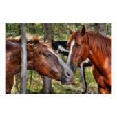 Funny Chestnut Stallion & Mare in een bosfoto Perfect Poster (Voorkant)