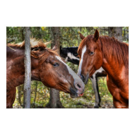 Funny Chestnut Stallion & Mare in een bosfoto Perfect Poster
