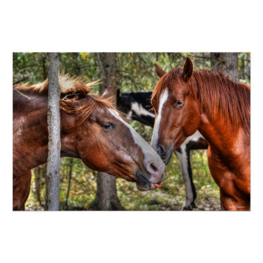 Funny Chestnut Stallion & Mare in een bosfoto Perfect Poster (Voorkant)