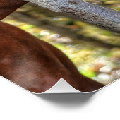 Funny Chestnut Stallion & Mare in een bosfoto Perfect Poster (Hoek)