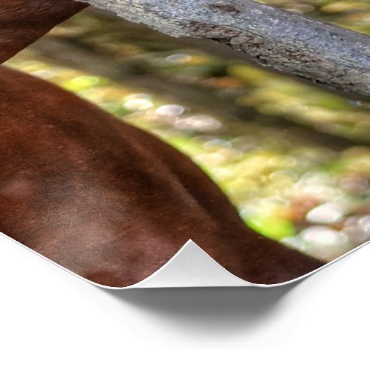 Funny Chestnut Stallion & Mare in een bosfoto Perfect Poster (Hoek)