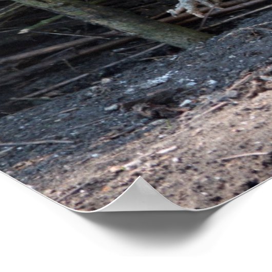 Funny Chicken and Rooster Memories with Funny Afbe Poster (Hoek)