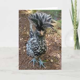 Funny Chicken Humor, Favorite Chick Poland Hen Kaart