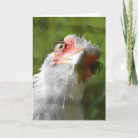 FUNNY CHICKEN MOTHER CLUCKER BIRTHDAY-KAART KAART<br><div class="desc">HAPPY BIRTHDAY MOTHER CLUCKER</div>