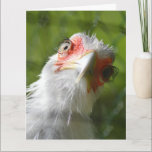 FUNNY CHICKEN MOTHER CLUCKER BIRTHDAY OVERZICHT KAART<br><div class="desc">HAPPY BIRTHDAY MOTHER CLUCKER</div>