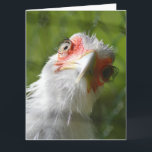 FUNNY CHICKEN MOTHER CLUCKER BIRTHDAY OVERZICHT KAART<br><div class="desc">HAPPY BIRTHDAY MOTHER CLUCKER</div>
