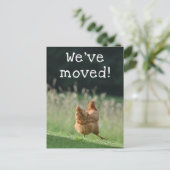 Funny Chicken New Address We hebben onze aankondig Briefkaart (Staand voorkant)