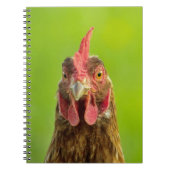 Funny Chicken Portrait - notebook Notitieboek (Voorkant)