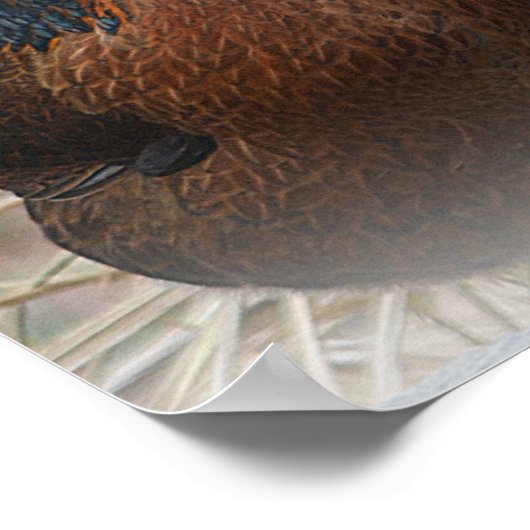 Funny Chickens Poster (Hoek)