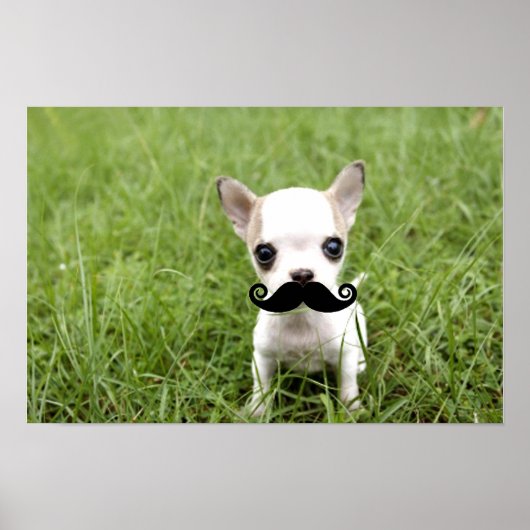 Funny Chihuahua Mustache Poster (Voorkant)
