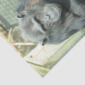 FUNNY CHIMP TISSUEPAPIER (Detail)