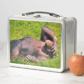 Funny Chimpanzee Animal (In situ)