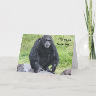 Funny Chimpanzee Birthday, wil je een aap in de bu Kaart