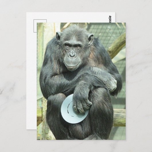 FUNNY CHIMPANZEE BRIEFKAART (Voorkant / Achterkant)