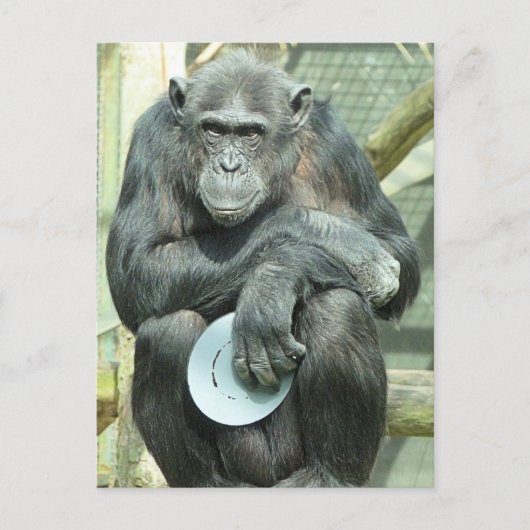 FUNNY CHIMPANZEE BRIEFKAART (Voorkant)