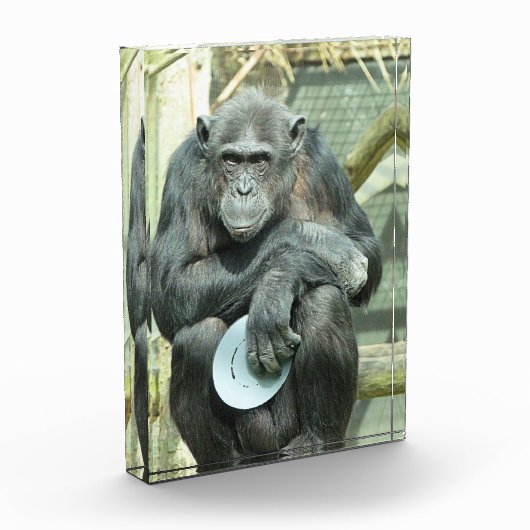 FUNNY CHIMPANZEE FOTOBLOKKEN (Links)