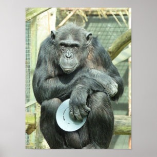 FUNNY CHIMPANZEE POSTER