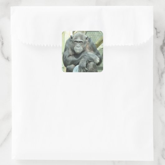 FUNNY CHIMPANZEE VIERKANTE STICKER (Tas)