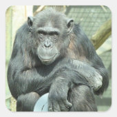 FUNNY CHIMPANZEE VIERKANTE STICKER (Voorkant)
