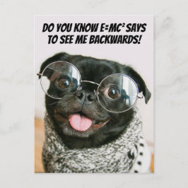 Funny Chinese Pug Cute Puppy Dog Animal Theory  Feestdagenkaart