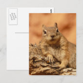 Funny chipmunk die op een rots ligt briefkaart (Voorkant / Achterkant)