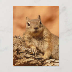 Funny chipmunk die op een rots ligt briefkaart
