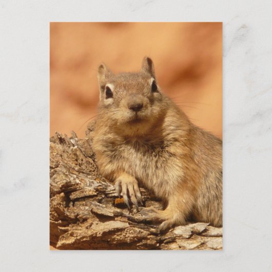 Funny chipmunk die op een rots ligt briefkaart (Voorkant)
