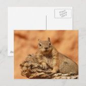 Funny chipmunk die op een rots ligt briefkaart (Voorkant / Achterkant)
