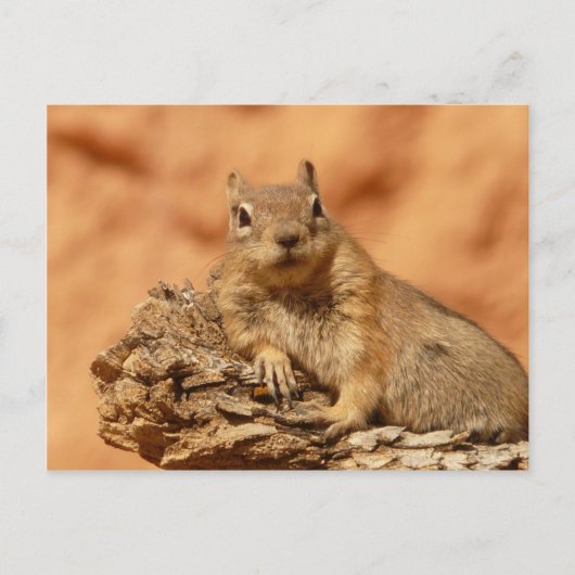 Funny chipmunk die op een rots ligt briefkaart (Voorkant)