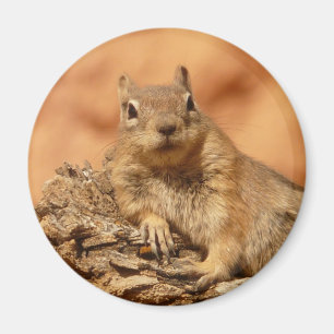 Funny chipmunk die op een rots ligt magneet