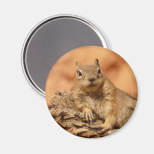 Funny chipmunk op een rots magneet (Voorkant / Achterkant)
