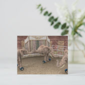 Funny Circus Elephants Briefkaart (Staand voorkant)