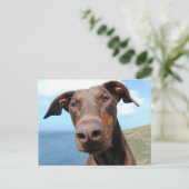 Funny Closeup of a Natural Doberman Dog Briefkaart (Staand voorkant)