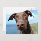 Funny Closeup of a Natural Doberman Dog Briefkaart (Voorkant / Achterkant)