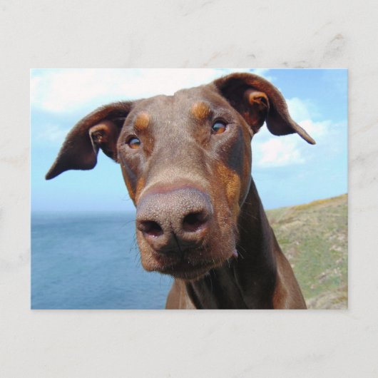 Funny Closeup of a Natural Doberman Dog Briefkaart (Voorkant)