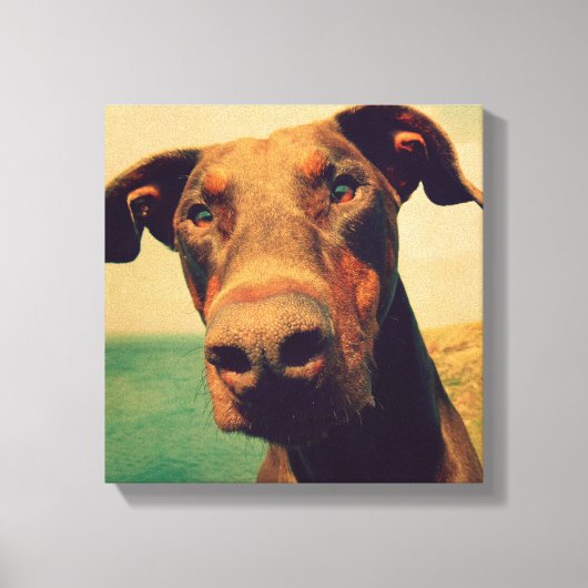 Funny Closeup of a Natural Doberman Dog Canvas Afdruk (Voorkant)