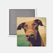 Funny Closeup of a Natural Doberman Dog Magneet (Voorkant / Achterkant)