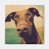 Funny Closeup of a Natural Doberman Dog Magneet (Voorkant)
