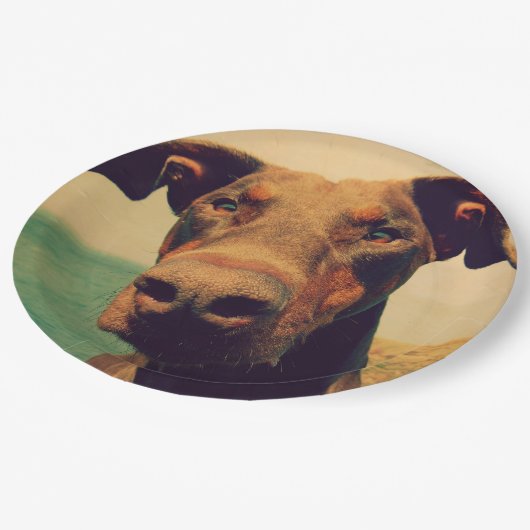 Funny Closeup of a Natural Doberman Dog Papieren Bordje (Gekanteld)