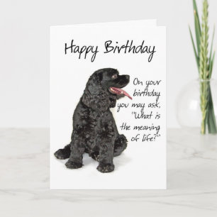 Funny Cocker Spaniel Birthday Card Kaart