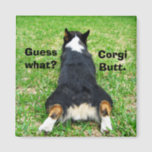 Funny Corgi Butt Magneet<br><div class="desc">Raad eens? Corgi kont. Mijn favoriete grap als Pembroke Welsh Corgi eigenaar. Deze schattige bunny bodem behoort tot een schattige tricolor corgi hond en maakt een geweldige humor magneet.</div>