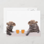 Funny cowboy katten drink bier briefkaart (Voorkant / Achterkant)