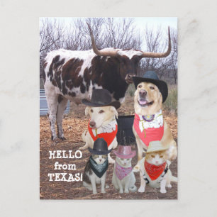 Funny Cowboy Pets Hallo uit Texas Briefkaart